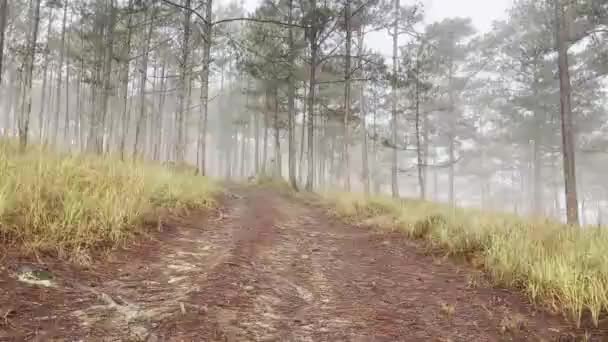 Parcours brumeux matinal dans la forêt de pins - Séquence, vidéo