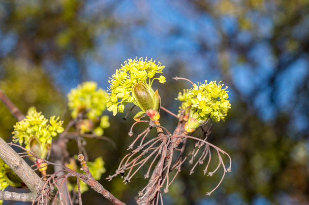 Acer platanoides in the spring time. - Photo, Image