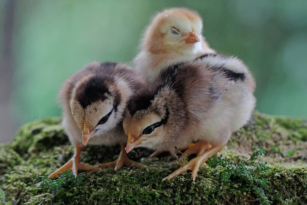 Three newly hatched chicks are looking for food in the moss-covered ground. This animal has the scientific name Gallus gallus domesticus. - Photo, Image