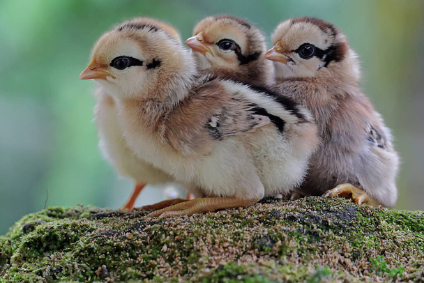 Tre pulcini appena nati stanno cercando cibo nel terreno coperto di muschio. Questo animale ha il nome scientifico Gallus gallus domesticus. - Foto, immagini