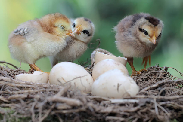 Три новорожденных цыпочки в гнезде. Это животное имеет научное название Gallus gallus domesticus. - Фото, изображение