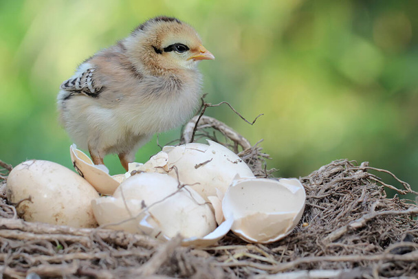 A newly hatched chick is in the nest. This animal has the scientific name Gallus gallus domesticus. - Valokuva, kuva