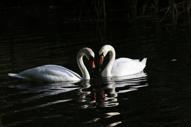Dois cisnes
 - Foto, Imagem