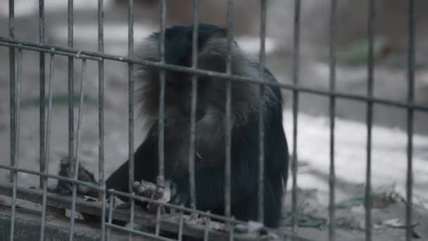 Macaque eet bladeren in de dierentuin - Video