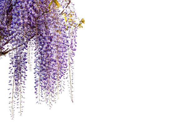 Wisteria flowers branch isolated on white, copy space, ideal for greeting cards and banner or label or wallpaper - Photo, Image