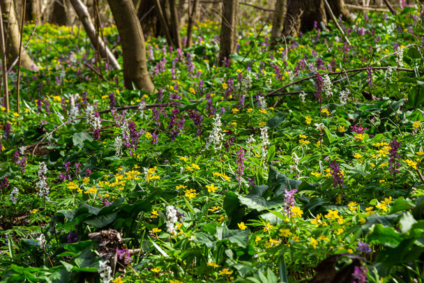 Corydalis cava, fleurs violettes printanières de corydalis, macro, gros plan. Fleurs de corydalis pourpre en forêt au début du printemps
. - Photo, image