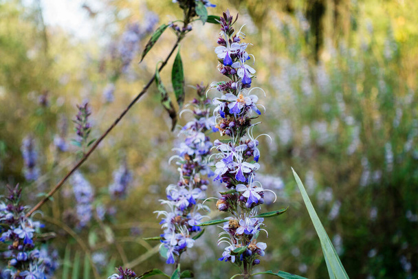 Vitex agnus-castus, also called vitex, chaste tree (or chastetree), chasteberry, Abraham's balm, lilac chastetree, or monk's pepper, is a native of the Mediterranean region. - Photo, Image
