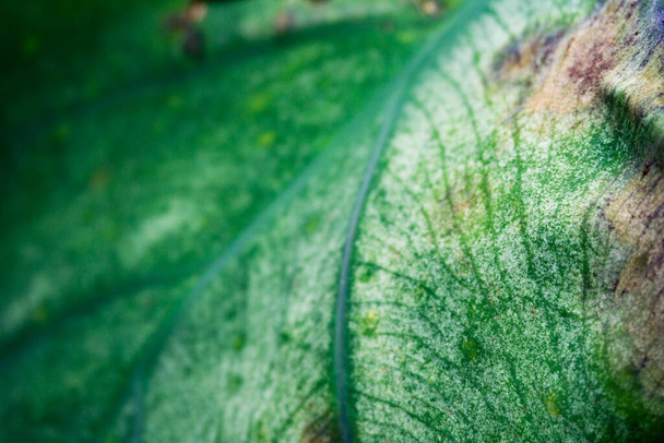 Μακρό πλάνο του Φύλλου του φυτού Taro, Colocasia esculenta είναι ένα τροπικό φυτό που καλλιεργείται κυρίως για βρώσιμους φλοιούς. Ορατές φλέβες και μεμβράνη. - Φωτογραφία, εικόνα