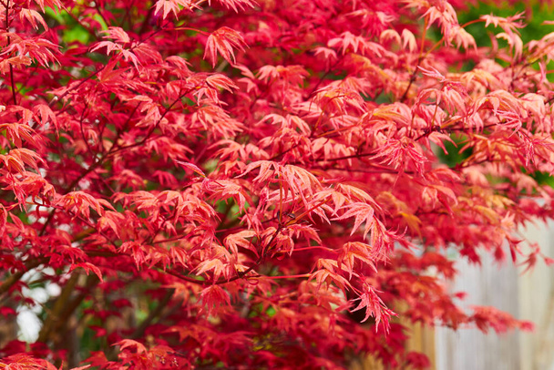 Hermosas hojas del arce rojo japonés o Acer japonicum creciendo en el jardín.  - Foto, imagen