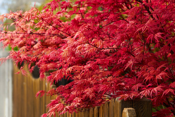 Gyönyörű levelek a vörös japán juhar vagy Acer japonicum nő a kertben.  - Fotó, kép
