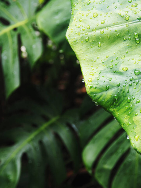 planta de hojas variegadas y gota de lluvia macro foto de cerca  - Foto, imagen