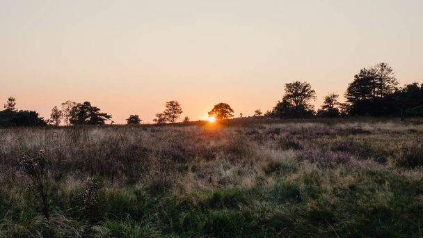 Heide mit Bäumen früh bei Sonnenuntergang - Foto, Bild
