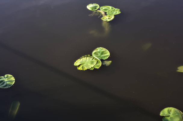 Lily pads on dirt water - Photo, Image