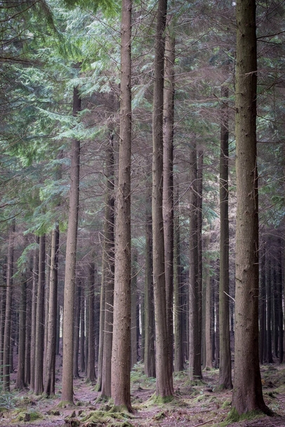 pine wood ladock cornwall uk  - Foto, Imagen