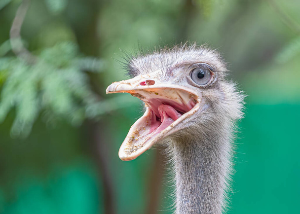 A Smiling ostrich in field with green - Φωτογραφία, εικόνα