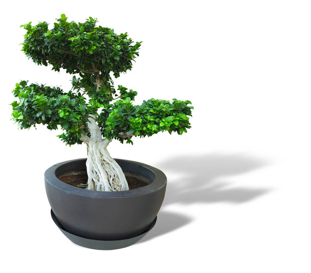 Grüne alte Pflanze Bonsai-Baum in einem Topf isoliert auf weißem Hintergrund - Foto, Bild