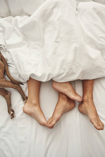 Partial of barefoot feet of couple and dog on bed - Φωτογραφία, εικόνα