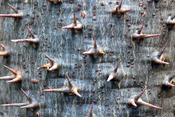 Nadeln ragen aus dem Stamm des Baumes. Hintergrund - Foto, Bild