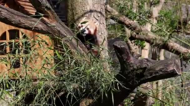 O panda vermelho, Ailurus fulgens, também chamado de panda menor e o urso-gato vermelho sentado em uma árvore - Filmagem, Vídeo