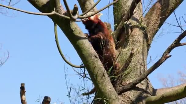 The red panda, Ailurus fulgens, also called the lesser panda and the red cat-bear sitting on a tree - Footage, Video