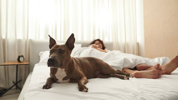 Selective focus of dog and sleep couple lay on bed - Foto, Imagen
