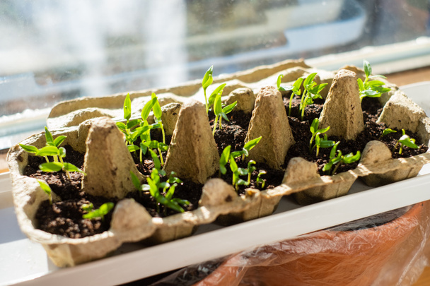 Seedling in egg carton. Growing shoots on window during spring. Self sufficient and sustainable living and gardening. - Photo, Image