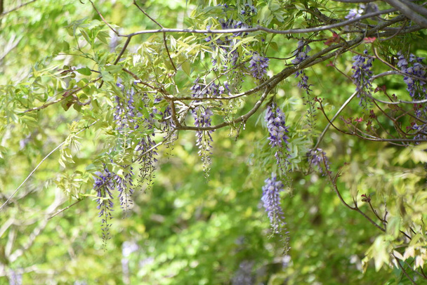 Wisteria brachybotrys flowers. Fabaceae deciduous vine tree. It is endemic to Japan and grows naturally in the mountains. It has pale purple flowers from April to May. - 写真・画像