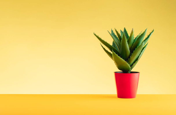 Aloe plant in a red pot stands on a yellow table against a yellow background. The concept of minimalism. Place for text - Фото, зображення