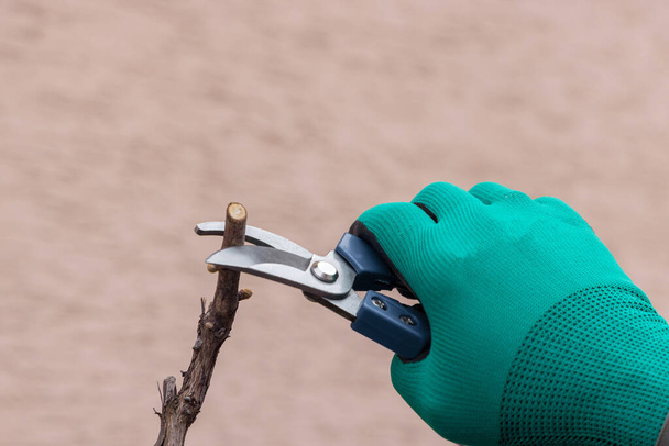 Hand with gardener scissors is pruning grape branch. - 写真・画像