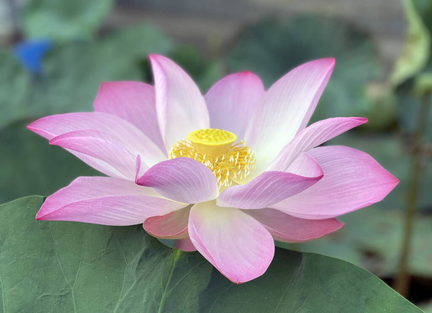 Pure Schönheit der Lotusblumen - Foto, Bild