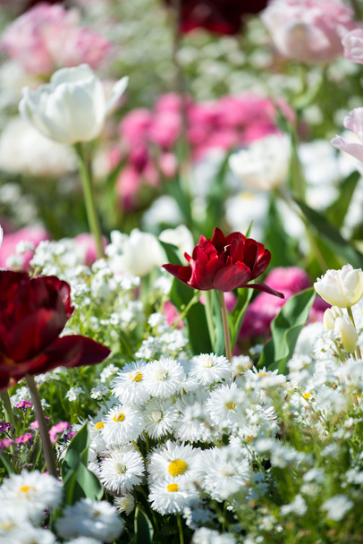 Flowerbed with colorful flowers - Foto, Imagen
