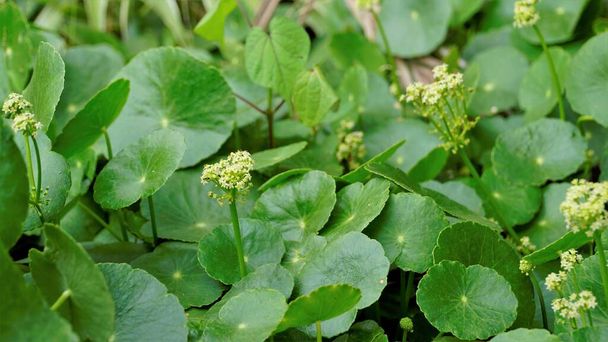 Hydrocotyle verticillata also known as Whorled marshpennywort with flowers - Photo, Image