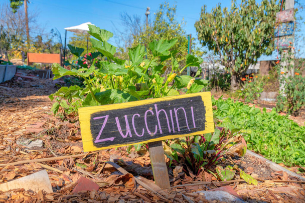 Rośliny cukinii w ogrodzie warzywnym w San Francisco w Kalifornii. Drewniana tabliczka na ziemi pokrytej suchymi liśćmi o posadzone warzywa z tłem nieba. - Zdjęcie, obraz