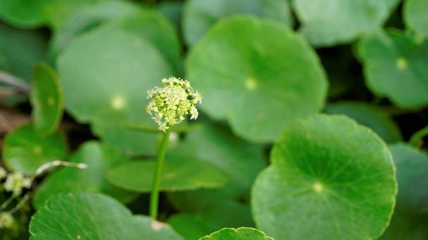 Hydrocotyle verticillata also known as Whorled marshpennywort with flowers - 写真・画像