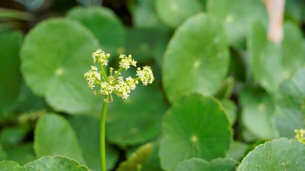 Hydrocotyle verticillata aussi connu sous le nom de Marshpennywort verticillé avec des fleurs - Photo, image