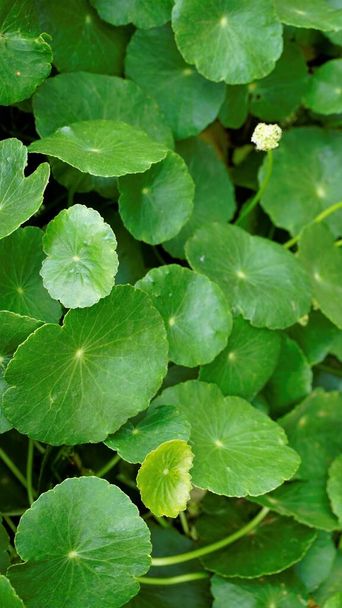 Hydrocotyle verticillata also known as Whorled marshpennywort with flowers - 写真・画像