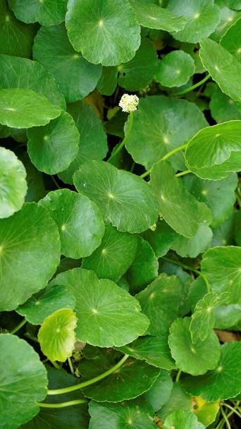 Hydrocotyle verticillata also known as Whorled marshpennywort with flowers - Foto, immagini