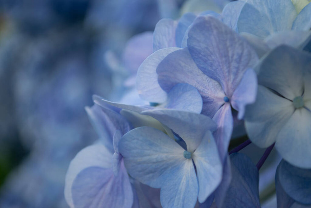 Close-up of blue hydrangea flowers. - Photo, image