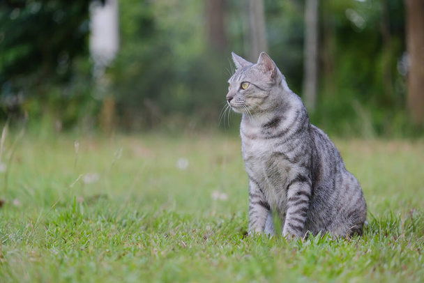 Egyptian Mau Havana Brown mürrisch fett Stirnrunzeln Katze auf grünem Rasen schönen Hintergrund - Foto, Bild