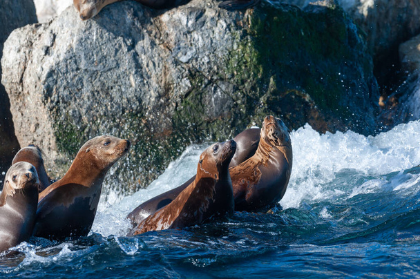 Sea lions resting on a rock - Фото, изображение
