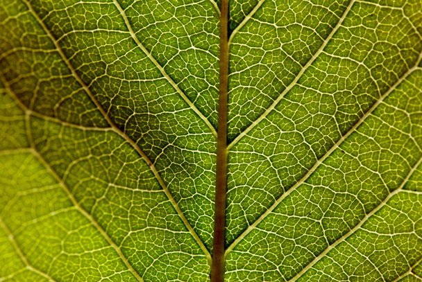 Green leaf texture - Fotoğraf, Görsel