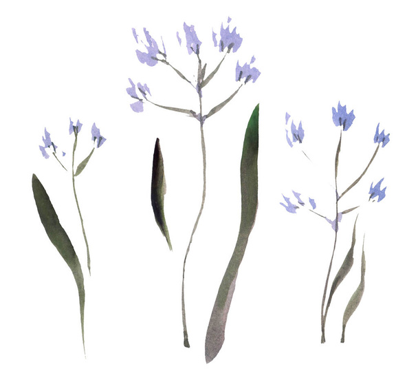 Állítsa be akvarell kis kék virágok Gypsophila (Baby-lehelet) elszigetelt fehér alapon. - Fotó, kép