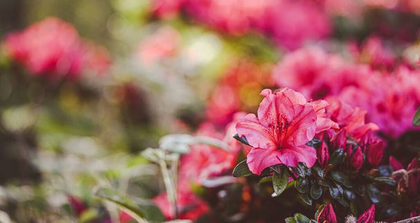 Mooie close-up van een azalea bloem - Foto, afbeelding