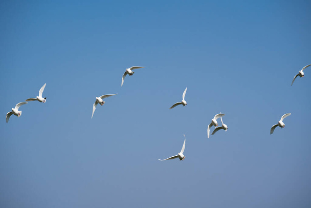 Un gruppo di colombe bianche volanti nel cielo blu - Foto, immagini