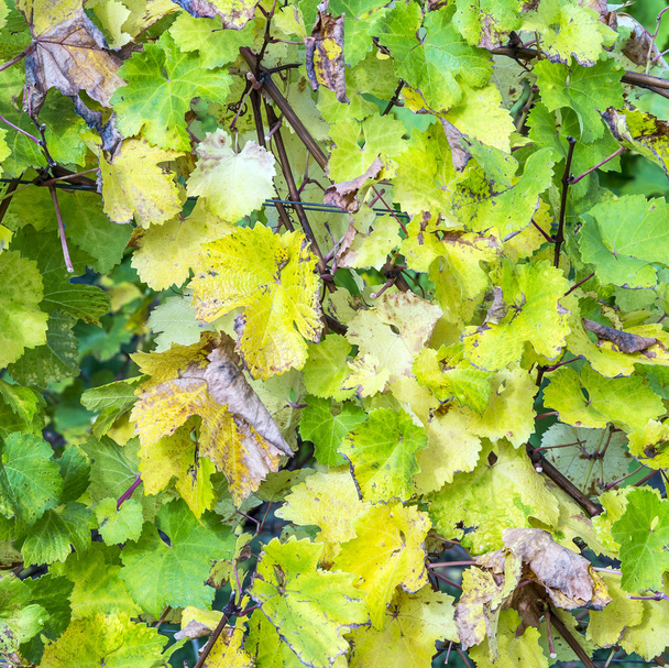 Виноградне листя, Закри
  - Фото, зображення