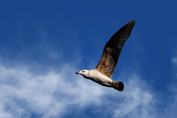 A seagull soars overhead in a blue sky - Photo, image