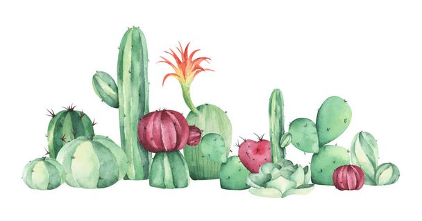 Vesiväri maalaus kaktukset ja mehukkaita kasveja. Eristetty valkoisella pohjalla. - Valokuva, kuva