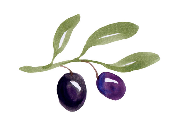 Branche d'olivier avec des fruits sur fond blanc. Dessin aquarelle. - Photo, image