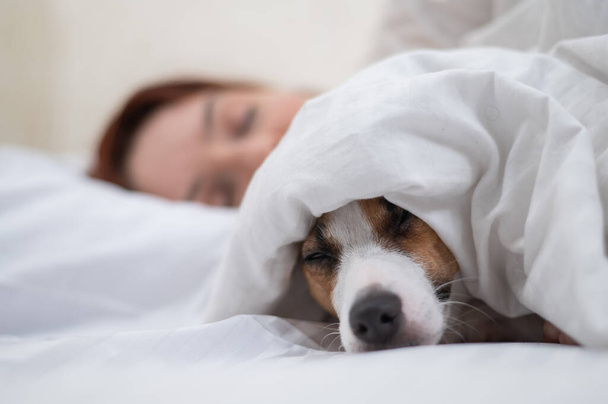 Jack Russell Terrier dog sleeps wrapped in a blanket next to his owner. - Foto, immagini