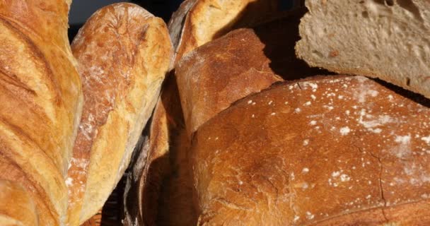 Row of Traditional french breds - Footage, Video